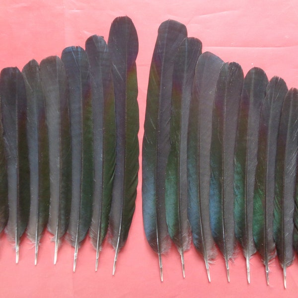 16 plumes de queue de pie européenne 6,5 à 8,5 pouces / 16 à 21 cm, 8 plumes de queue gauche, 8 plumes de queue droite