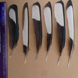 20 Magpie Black & White Wing Feathers 5.5 7 / 14cm 18cm zdjęcie 4