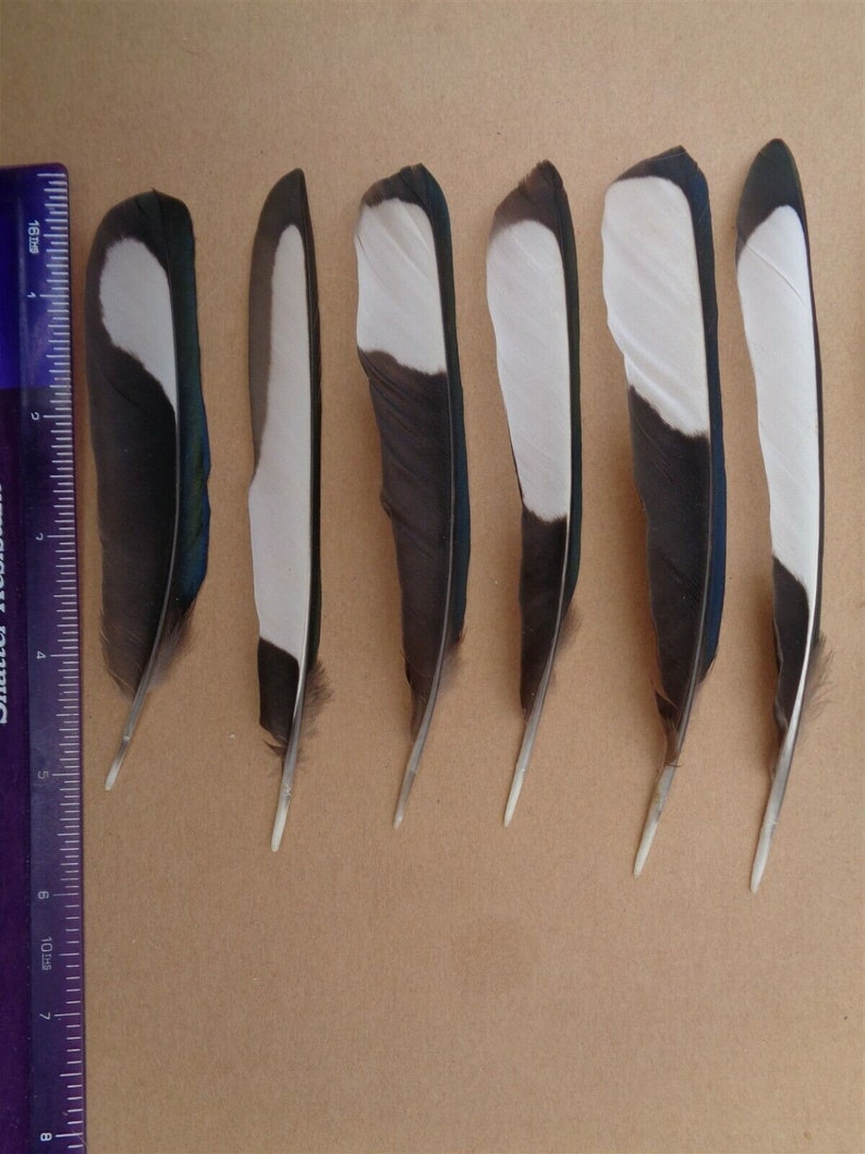 20 Magpie Black & White Wing Feathers 5.5 7 / 14cm 18cm zdjęcie 4