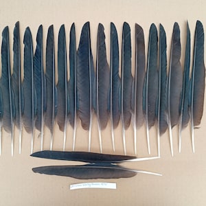 May include: A collection of twenty-two long, dark black crow wing feathers arranged in a row, with two additional feathers placed horizontally below. A small white label at the bottom displays the handwritten text crow wing quill 10 1/2.
