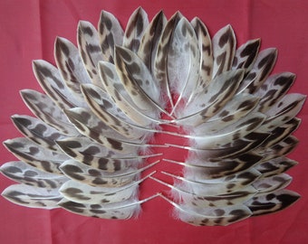 40 Hen Mallard Duck Tail Feathers 3" to 4" / 7cm - 10cm