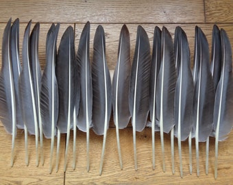 20 Grey Goose Quill Wing Feathers 13" / 33cm