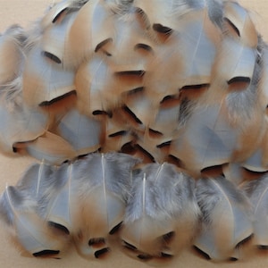 Peut inclure: Une collection d'environ 25 plumes de faisan brunes et grises. Les plumes sont disposées en tas, les pointes des plumes pointant vers le haut.