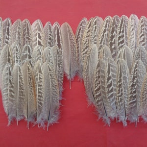 40 Small Pheasant Wing Feathers 3.5&quot; - 5&quot; / 9cm - 13cm