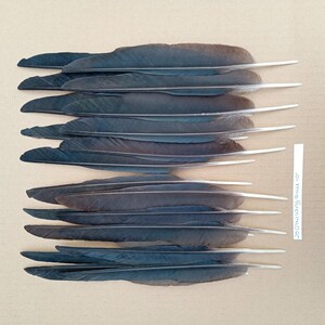 May include: A collection of dark gray and black feathers arranged in two horizontal rows. A small white paper strip is positioned to the right, featuring the handwritten text 20 Crow wing 10 inches, indicating the length of the feathers.