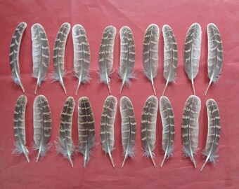 20 English Partridge Wing Feathers 3.5" / 9 cm