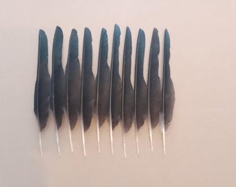 10 Right European Carrion Crow Thin Wing Quill Feathers 10" / 25cm - Pointer Feathers