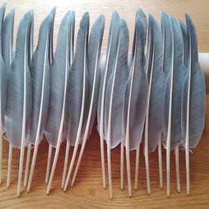 May include: A collection of gray feathers with white stems, arranged in two rows. The feathers are attached to a cardboard tube, likely for crafting or decorative purposes. The feathers have a soft, textured appearance.