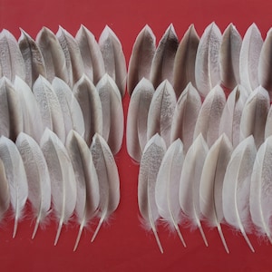 May include: A collection of 36 white and grey feathers arranged in two rows on a red background. The feathers are all about the same size and shape, and they have a soft, fluffy texture.