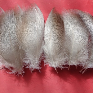 May include: Two sets of decorative feathers, each fanned out, against a red background. The feathers are primarily white with a subtle, textured pattern in shades of gray. The base of each feather has a fluffy, white fringe.