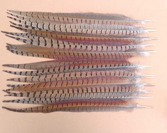 20 Long Pheasant Tail Feathers 17" / 44cm  - Wedding Decoration, Floral Decoration