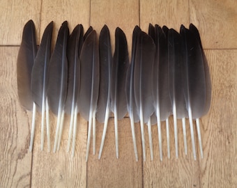 20 Brown Goose Quill Wing Feathers 13" / 33cm - Make a Calligraphy Pen Quill