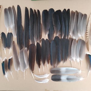 50 Cruelty Free Feathers Crow, Pigeon, Pheasant, Mallard Duck