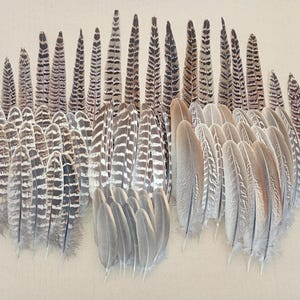 Pode incluir: Uma coleção de penas de aves sortidas dispostas em grupos. A exibição inclui penas longas e pontiagudas com padrões de listras horizontais castanhas e pretas, ao lado de penas cinzentas mais curtas, lisas, com bordas arredondadas e suaves.