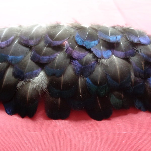 100 Melanistic Pheasant Neck Feathers 1" to 2" / 2.5 - 5cm - Blue/Green Tipped
