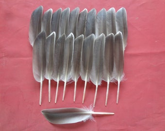 20 Left Mallard Duck Wing Quill Feathers 5" - 5.5" / 13 - 14cm