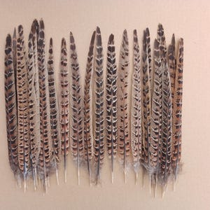 30 Hen Pheasant Centre Tail Feathers &quot;Seconds&quot; 9&quot; - 11&quot; / 23cm - 27cm for Christmas Wreath Decoration
