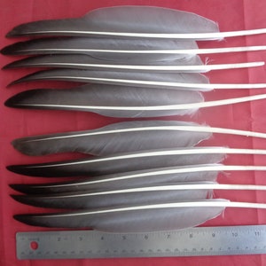 May include: A collection of nine elongated grey and white feathers arranged horizontally, featuring dark grey tips and white shafts. A metal ruler is positioned at the bottom, showing the feathers measure approximately 11 inches in total length.