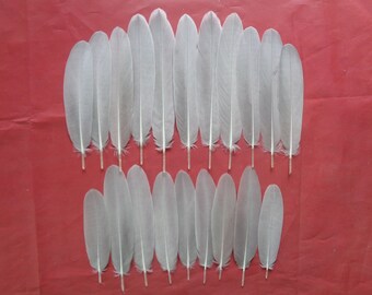 20 plumes d'oie gris pâle 9 - 17 cm