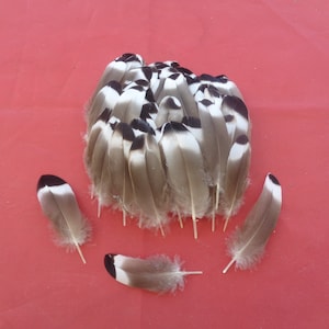 May include: A group of brown and white feathers with black markings. The feathers are arranged in a pile on a red surface.