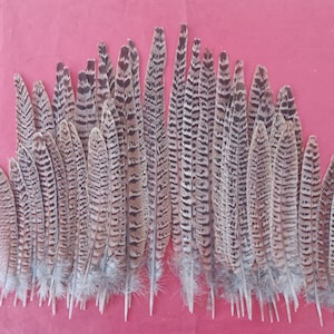 40 Hen Pheasant Tail Feathers &quot;Seconds&quot; 5&quot; - 11&quot; for Christmas Wreath Decoration