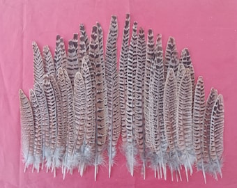 40 Hen Pheasant Tail Feathers "Seconds" 5" - 11" for Christmas Wreath Decoration