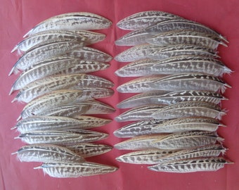40 Small Pointed Male Pheasant Wing Feathers 3" - 4" / 7cm - 10cm