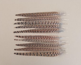 10 Hen Pheasant Tail Feathers 12" / 30cm - 5 Left 5 Right Feathers