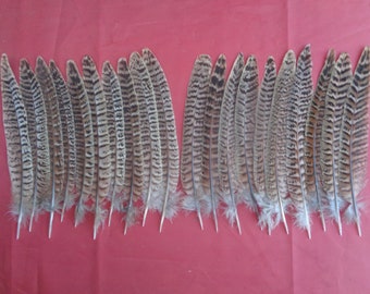 20 Hen Pheasant Tail Feathers 7" / 18cm