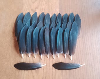 30 Right Small Pointed European Carrion Crow Wing Feathers 3 inch / 8cm