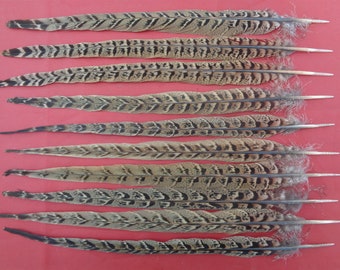10 Longest Hen Pheasant Centre Tail Feathers 13" / 33cm