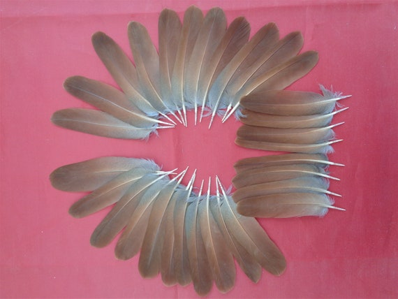 30 French Partridge Tail Feathers 3 4 8cm Etsy