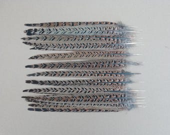 20 Long Hen Pheasant Centre Tail Feathers 12"  / 30 cm