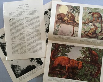 1930s National Geographic article on species of monkeys organ grinder and monkey picture zoology department office decor O-3