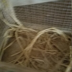 Pode incluir: Um close-up de uma gaiola de p&aacute;ssaros com um ninho de palha tecida dentro. A gaiola &eacute; feita de metal e tem uma malha de arame.