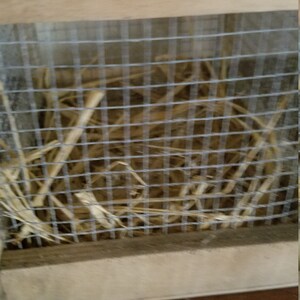 Pode incluir: Uma caixa de madeira com uma tampa de malha de arame cheia de palha. A caixa est&aacute; sobre uma superf&iacute;cie de madeira.