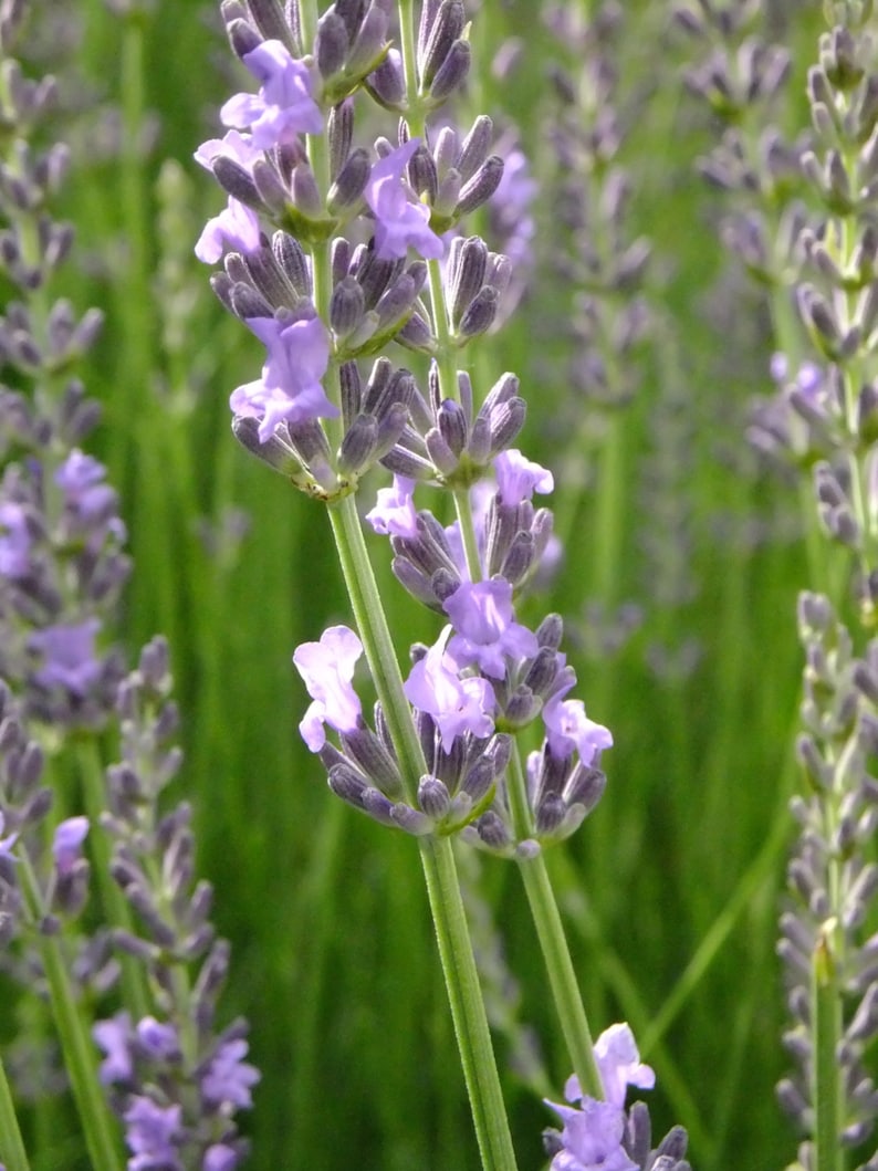 Grosso Lavender Plants4 Quantity Etsy