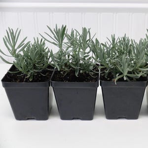 Live Lavender Plants-3 Pack(Grosso, Phenomenal, Hidcote, Edelweiss, Pink Melissa)