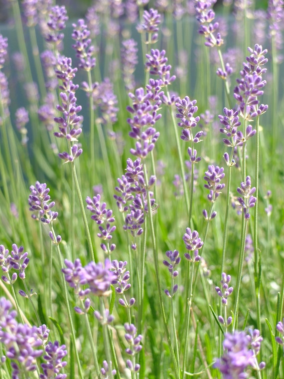 Royal Velvet Lavender1 Qt Size Etsy