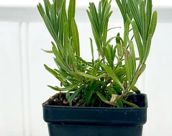 May include: A small lavender plant with slender green leaves growing in a square black plastic pot, positioned behind a cluster of freshly cut purple lavender flower spikes with small buds arranged horizontally in the foreground.