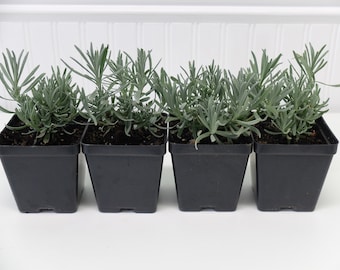 Live-4 qty.  lavender plants "Munstead" "Grosso" variety