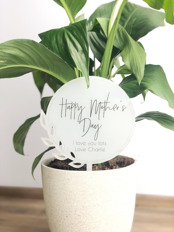 Mothers day hotsell gift plants