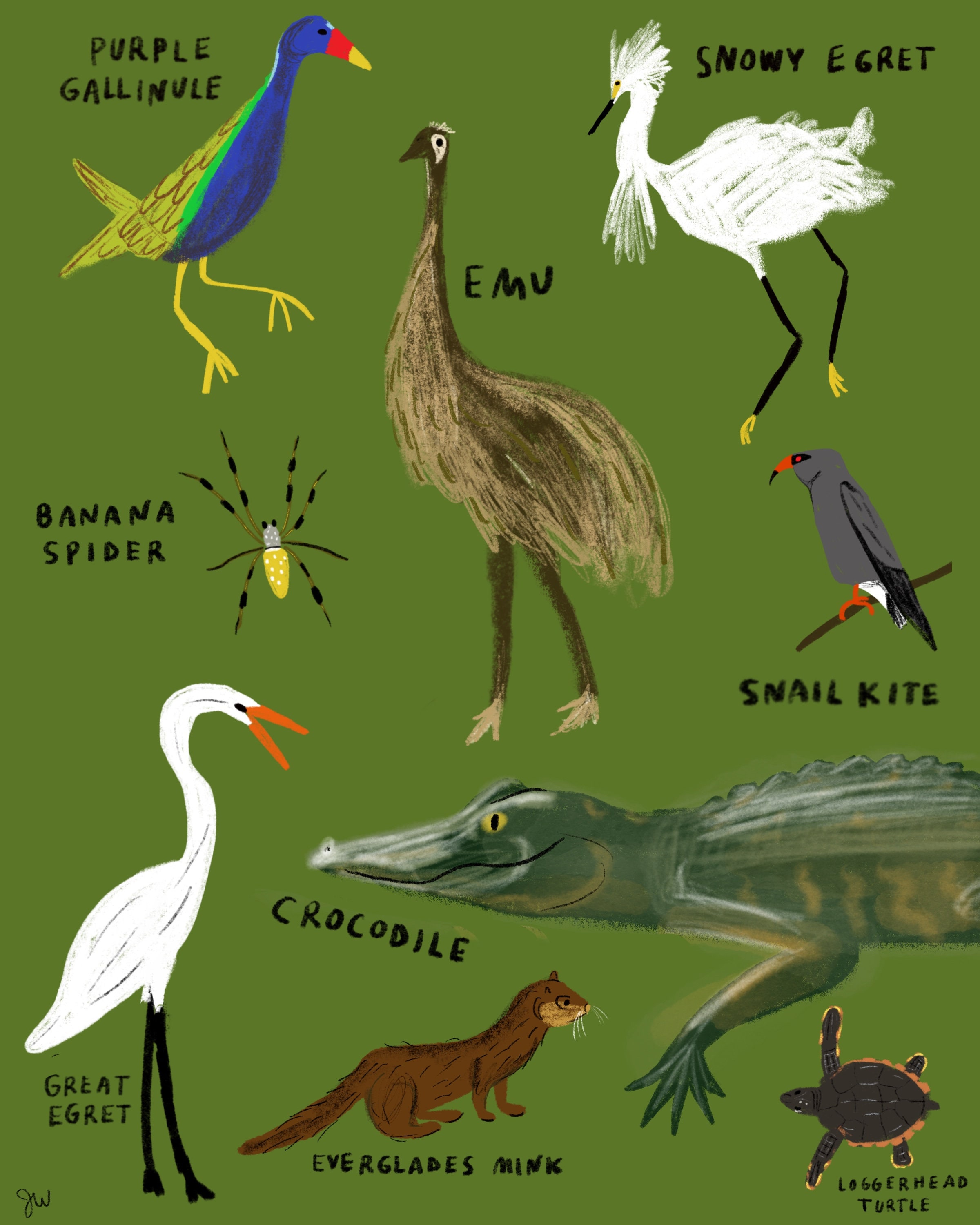 PRINT Animals of the Everglades 8x10 Archival Matte - Etsy PRINT Animals of the Everglades 8x10 Archival Matte - Etsy