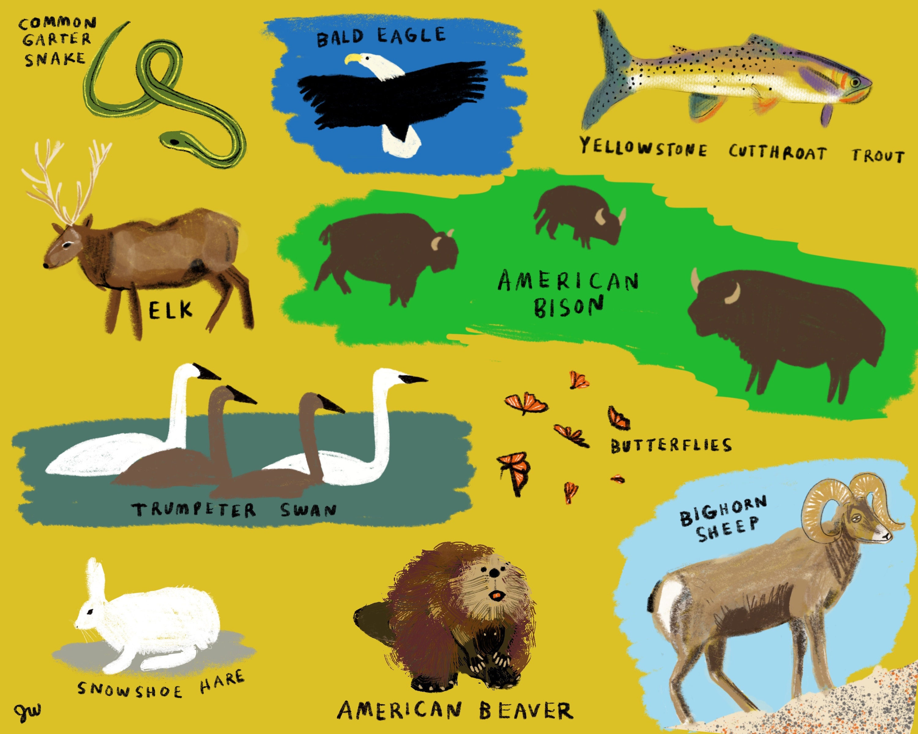 Are We Underestimating Yellowstone? Animals' Mass Exodus Signals Danger - 4axzsan