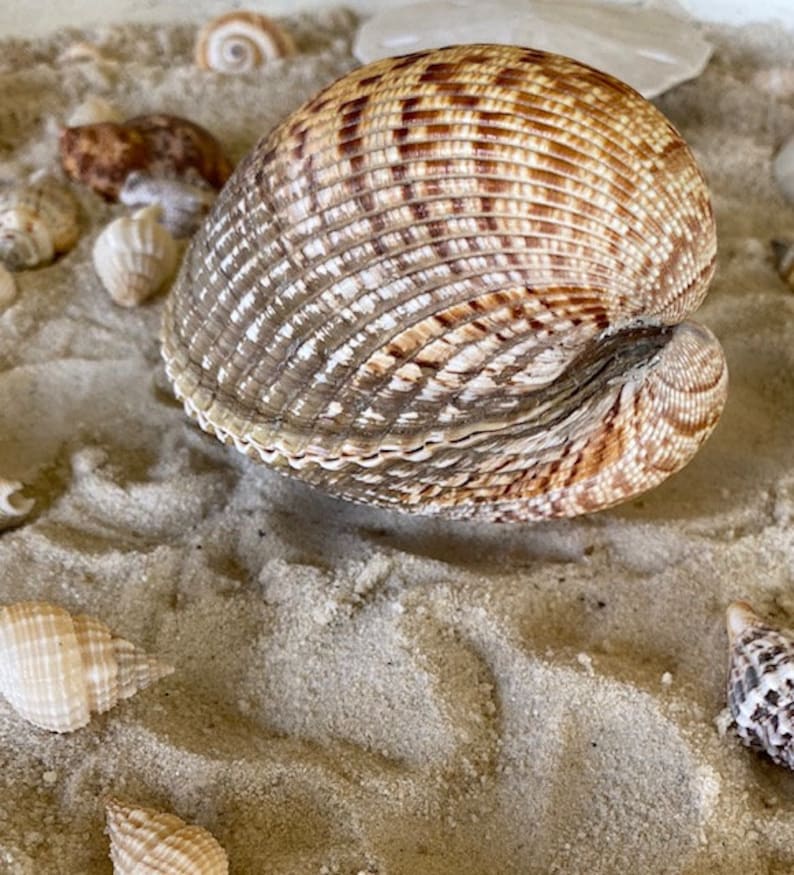 Clam Shell Large Clam Shell Natural Sea Shell | Etsy