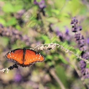 DIGITAL Queen Butterfly Photograph // Queen Butterfly on a Purple Flower Photography // Florida Nature Photograph Print