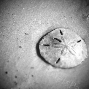 DIGITAL Florida Sand Dollar Photograph // Black and White Photography // Sand Dollar Digital Picture