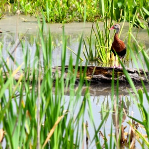 DIGITAL Black Bellied Whistling Duck Photograph Print // Duck on a Log  // Florida Bird Photograph // Duck Picture Print