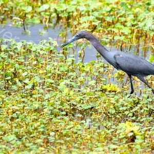 DIGITAL Little Blue Heron in a Wetland // Blue Bird Photograph // Florida Nature Photography // Wetland Bird Photography