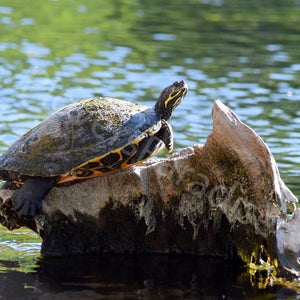 DIGITAL Turtle Photograph // Florida Nature Photography // Slider Turtle Photograph